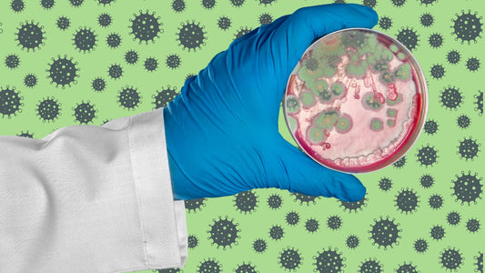 Mycotoxins Explained: Health Effects, Testing & Safe Remediation