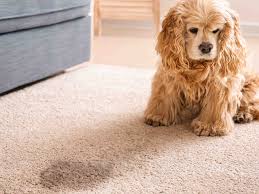 Best Methods for Removing Pet Urine Odors & Stains from Carpeting