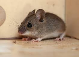 Harnessing the Power of Odors for Effective Pest Control and Prevention