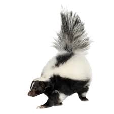How to Deal with a Pet Sprayed by a Skunk: A Comprehensive Guide for Pet Owners