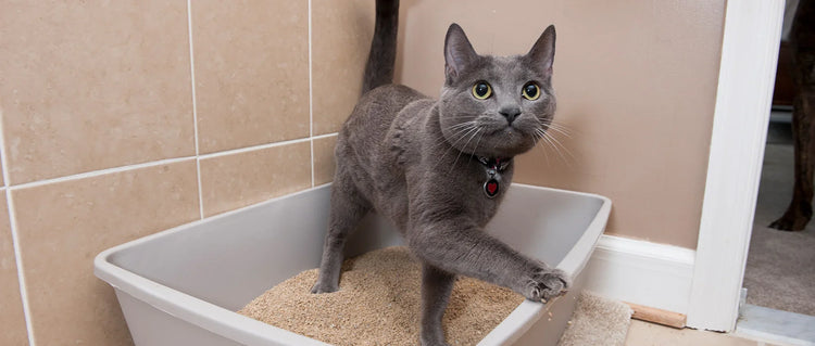 Pet Odor Removal Solutions