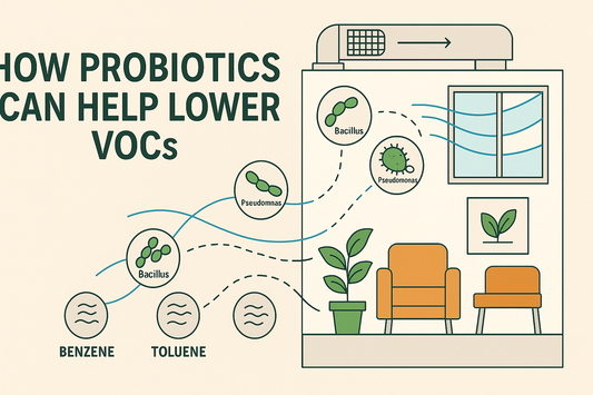 How Beneficial Bacteria Can Reduce Indoor VOCs